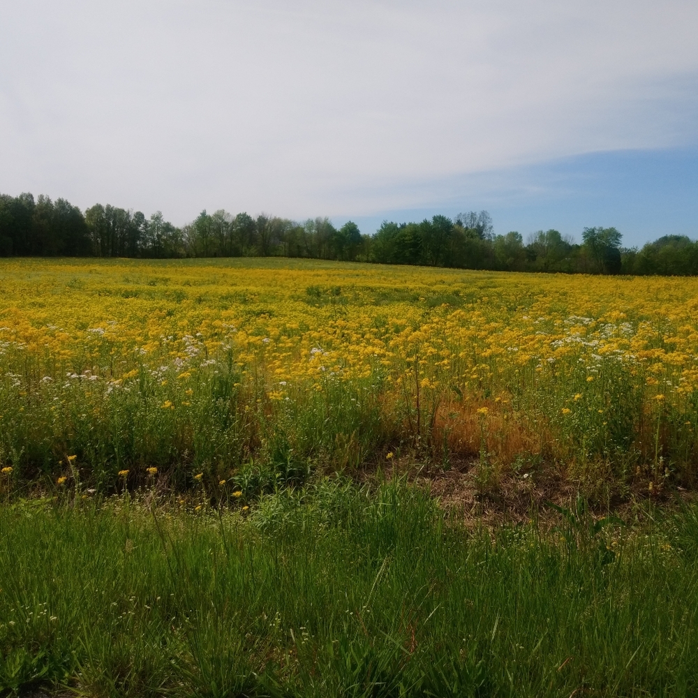 Meet your Posher, Victorian